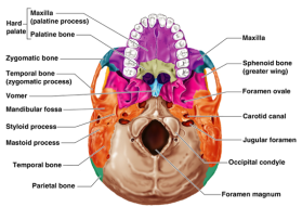 distal view skull